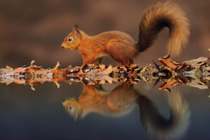 Odraz zvierat vo vode: kto je vo svetle všetkých krásnych? Odraz zvierat vo vode: kto je vo svetle všetkých krásnych?