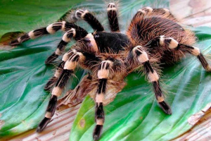 Spiderman - životný štýl Spiderman - životný štýl