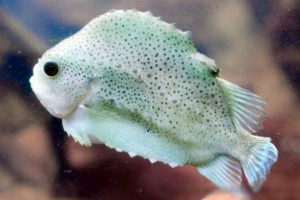 Pinagor, alebo vrabec ryby alebo ryby-bice