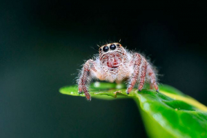 Prečo spider nie je hmyz? Prečo spider nie je hmyz?