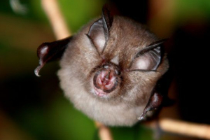 Červená kniha stavropol territory