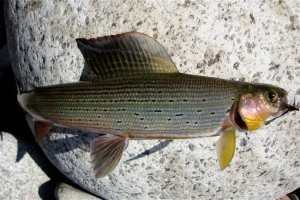 Haria ryby: čo je o ňom známe? Haria ryby: čo je o ňom známe?