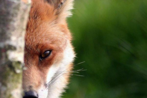 Najviac mazané zvieratá (podvodníci pre zvieratá)