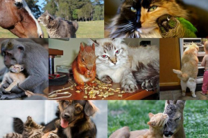 Podivné priateľstvo zvierat: mačky a ich najlepšie kamaráty Podivné priateľstvo zvierat: mačky a ich najlepšie kamaráty