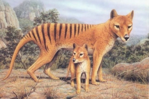 Letný vlk (tilacín)