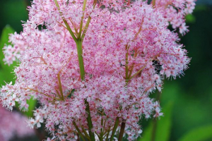 Spiraea