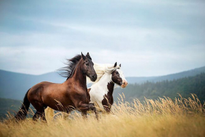 Top 10 najkrajších plemien koní