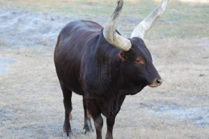 Turné - zničený predchodn európskych hospodárskych zvierat Turné - zničený predchodn európskych hospodárskych zvierat