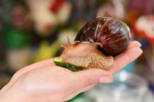 Starostlivosť a údržba snail akhatina doma Starostlivosť a údržba snail akhatina doma