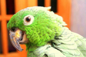 Vo bolívii žije najvýraznejší papagáj Vo bolívii žije najvýraznejší papagáj