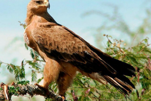 Vzhľad, biotop a životný štýl s stepovým orlom