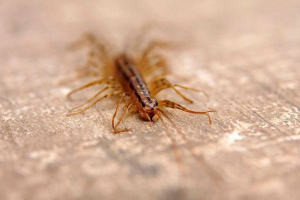 Vzhľad, životný štýl a reprodukcia multipath