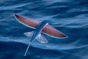 Lietajúca ryba Lietajúca ryba