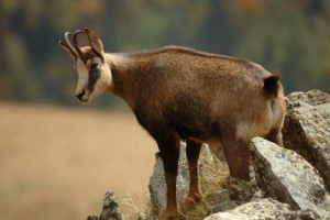 Červená kniha krasnodar territory Červená kniha krasnodar territory