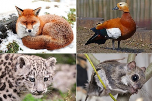 Zvieratá tatarstan. Popis, názvy a znaky zvierat tatarstanu Zvieratá tatarstan. Popis, názvy a znaky zvierat tatarstanu